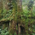 Huge tree in Elgeyo-Marakwet Travel Guide – natural attractions and forest scenery