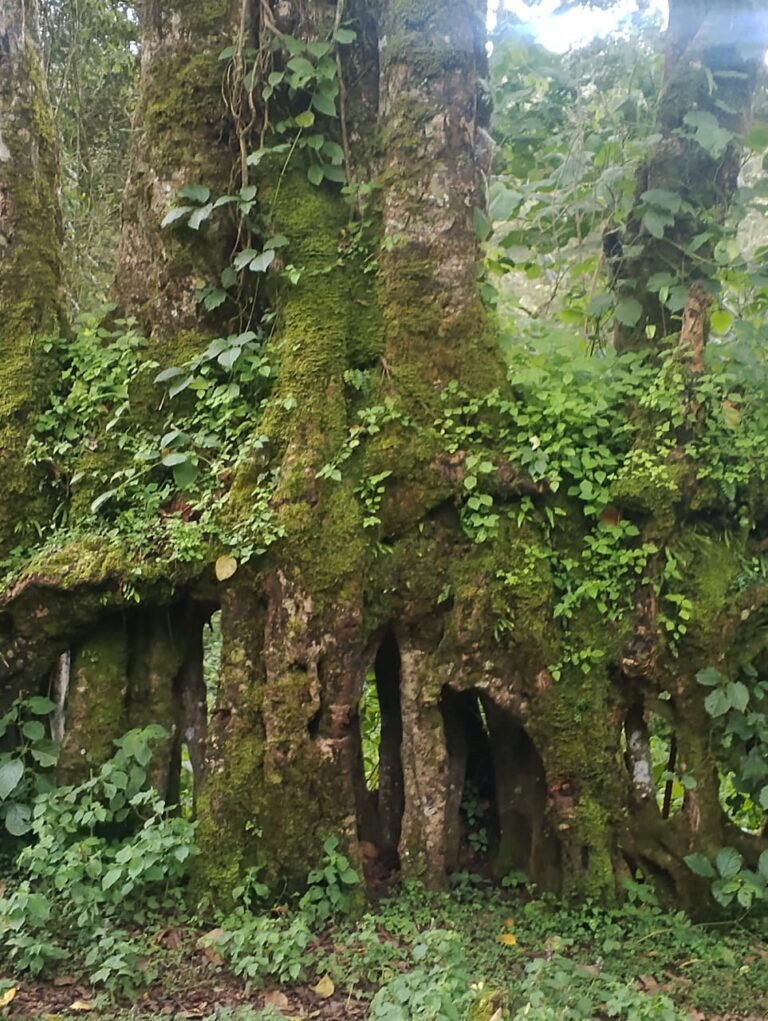 Huge tree in Elgeyo-Marakwet Travel Guide – natural attractions and forest scenery